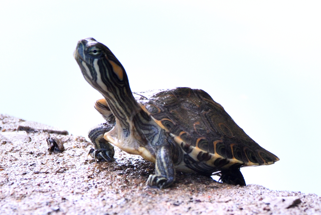 tortuga pavorreal bebe