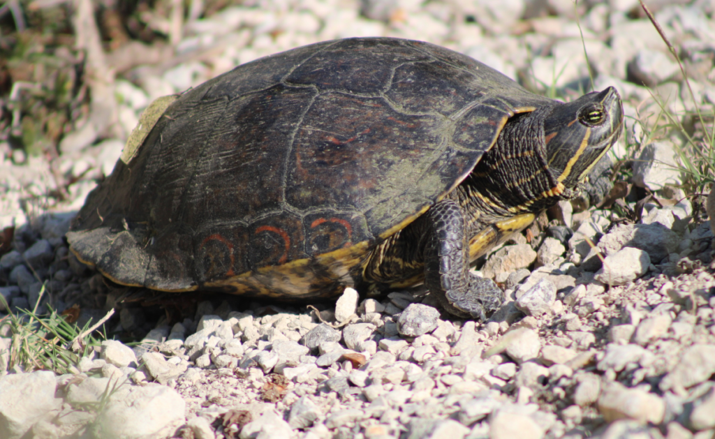 tortuga pavorreal