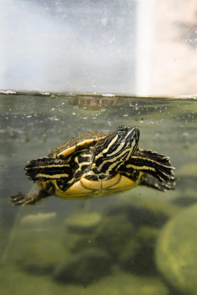 tortugas de agua enfermedades