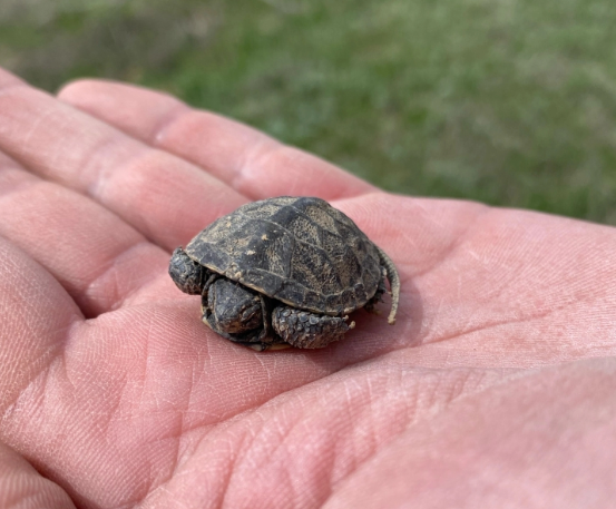 Galapago europeo bebe
