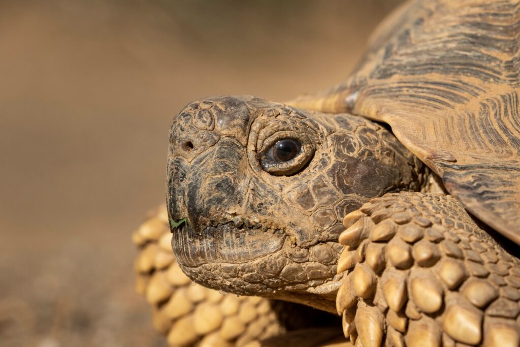 cabeza de tortuga argentina