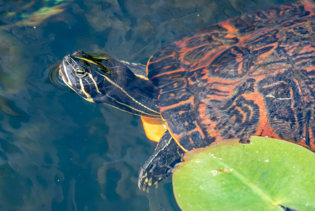 cabeza tortuga de vientre rojo