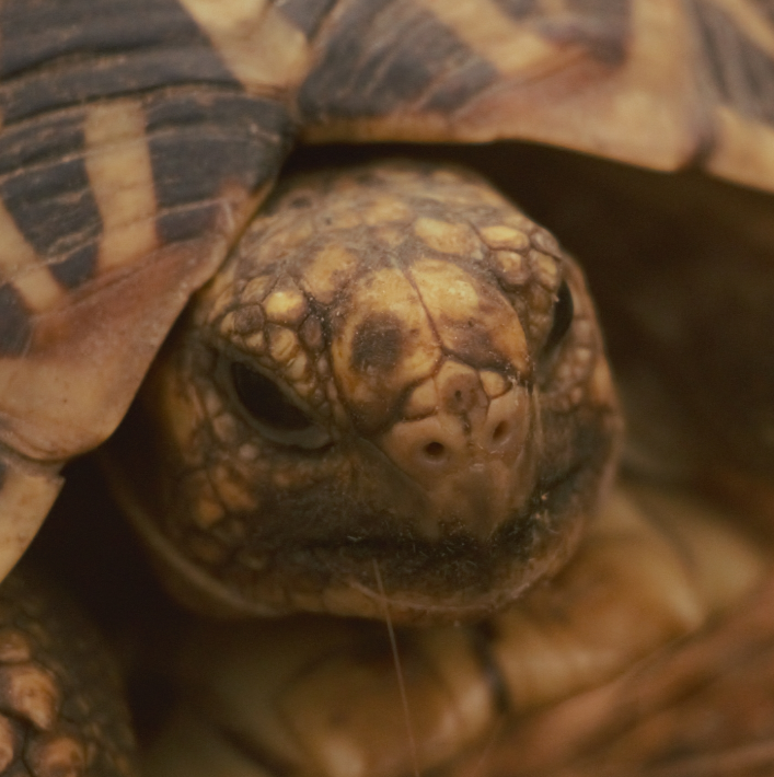 cabeza tortuga estrellada