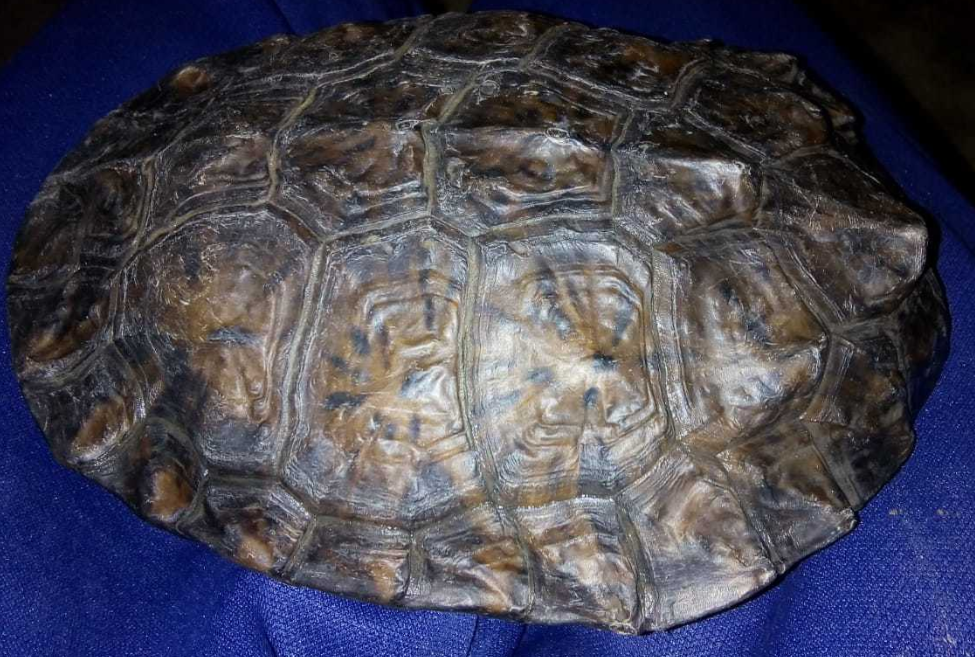 caparazon tortuga cuello de serpiente