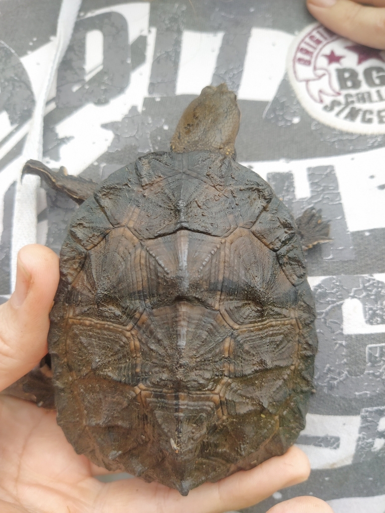caparazon tortuga cuello largo