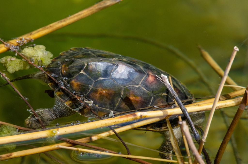 caparazon tortuga ocadia sinensis