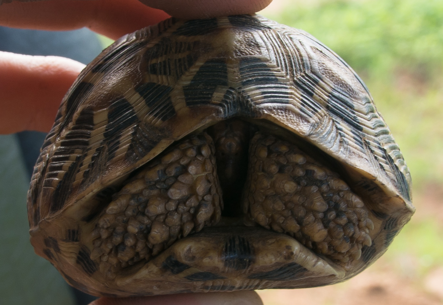 cria de tortuga estrellada