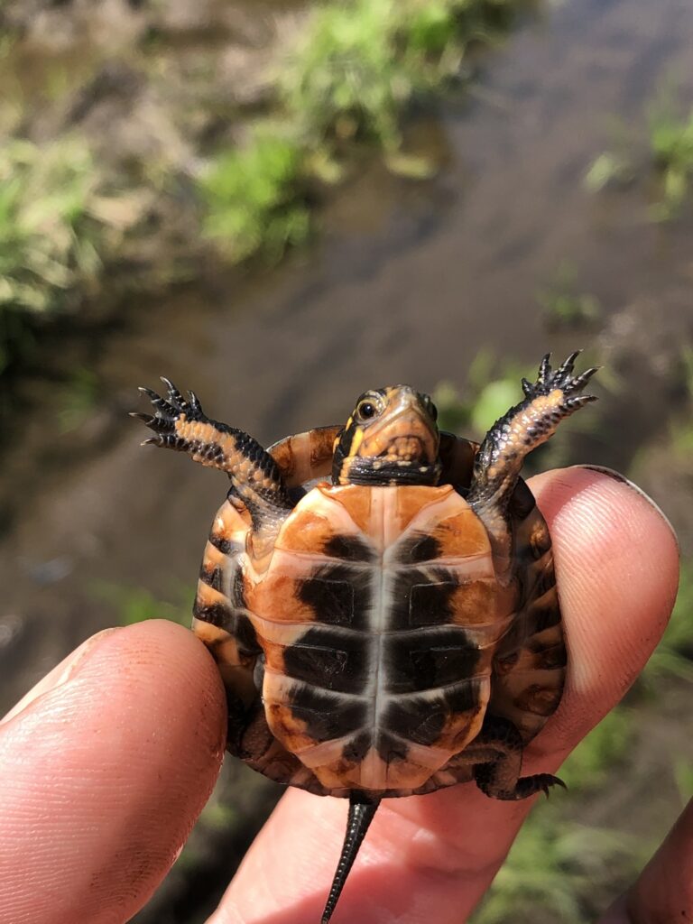 cria de tortuga moteada