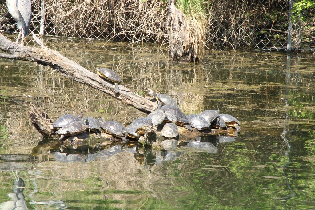 galapago europeo en grupo