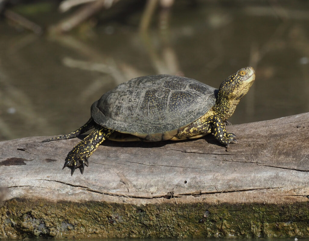 galapago europeo en la naturaleza