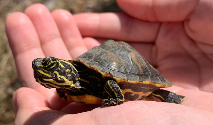 juvenil de tortuga de vientre rojo