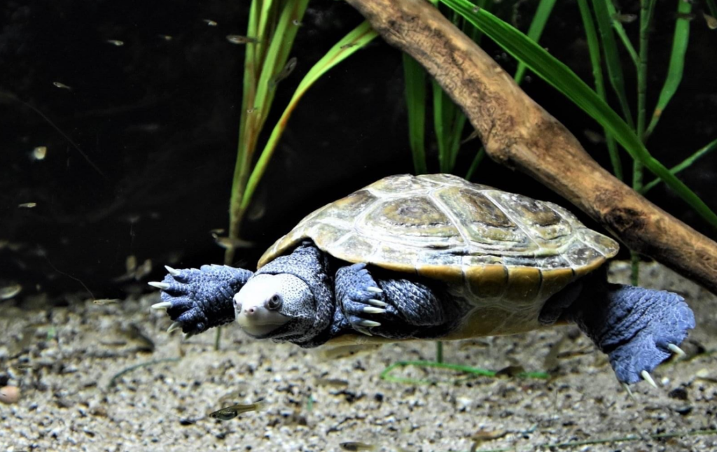 malaclemys terrapin