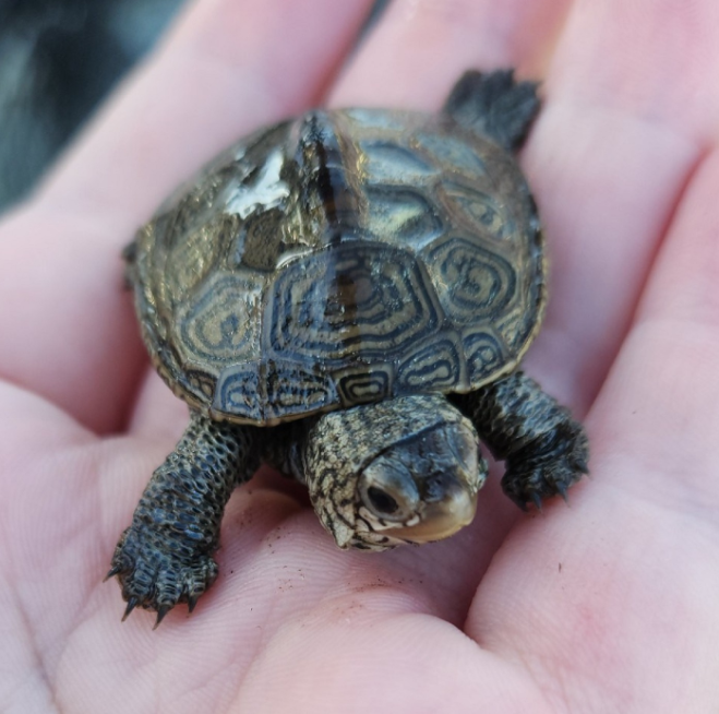 malaclemys terrapin bebe