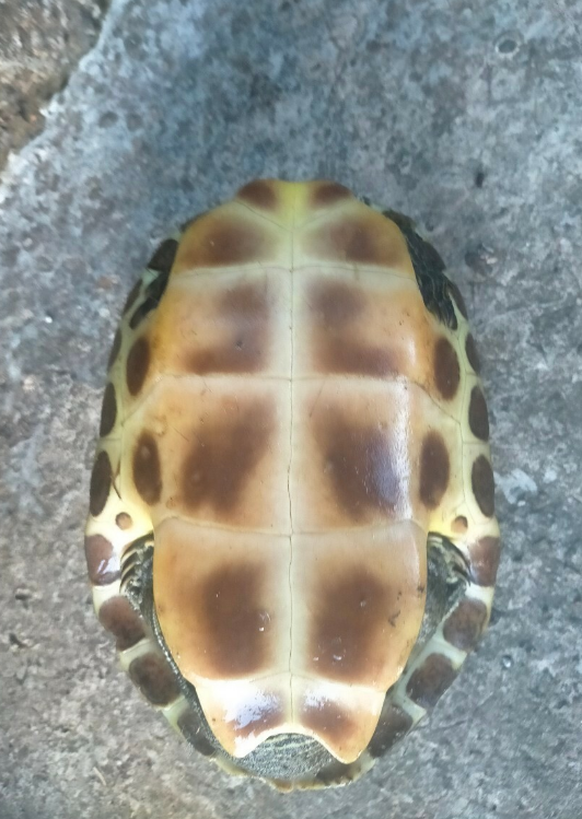 plastron de ocadia sinensis
