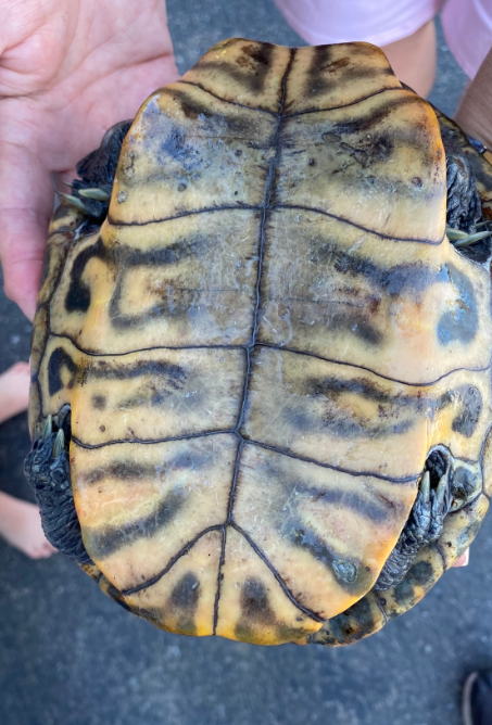 plastron malaclemys terrapin
