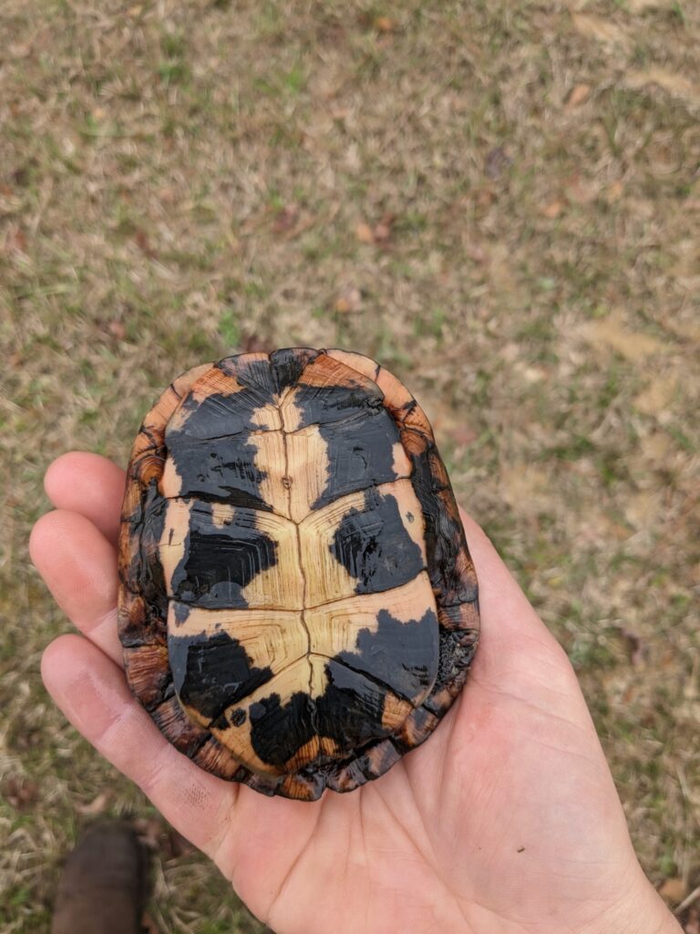 plastron tortuga moteada