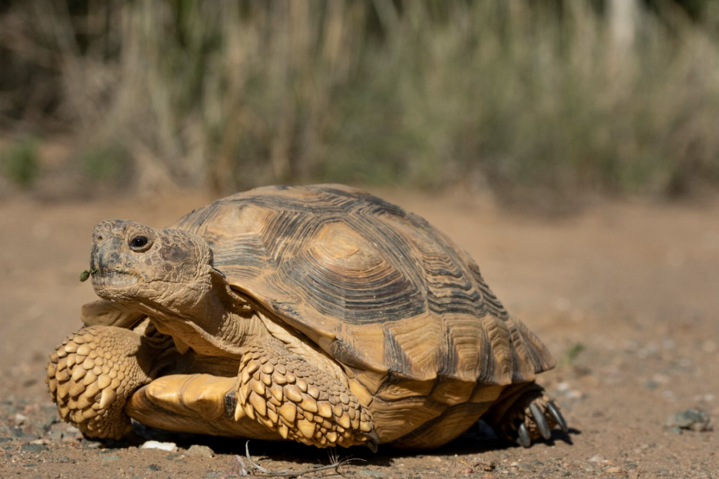 tortuga argentina