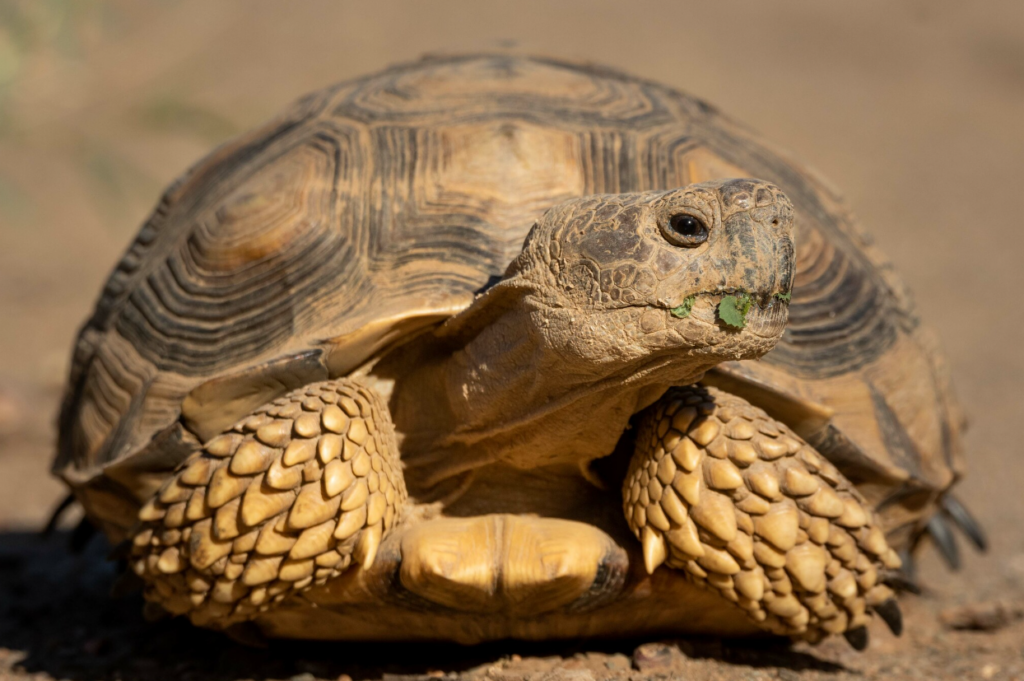 tortuga argentina alimentacion