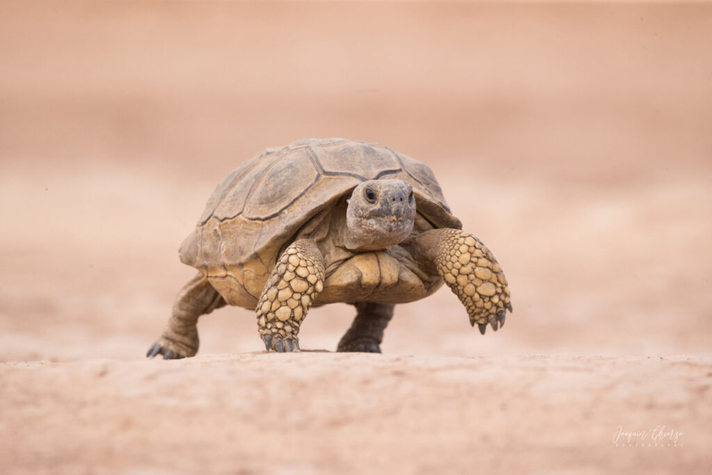 tortuga argentina caminando