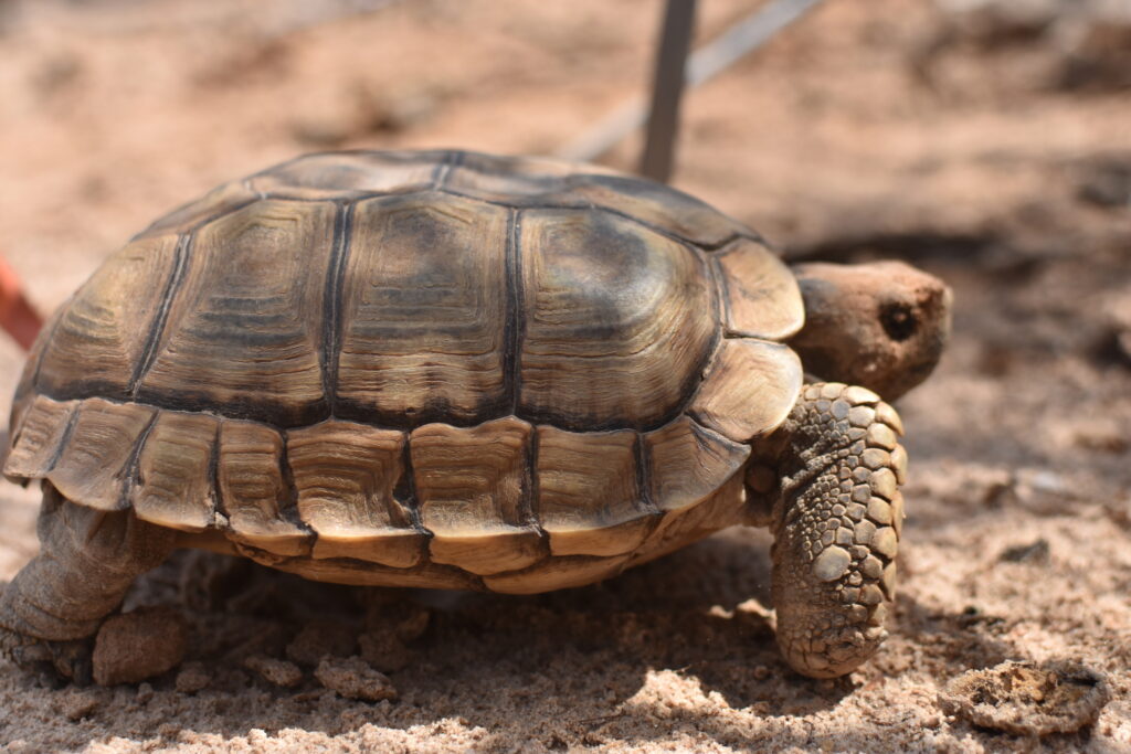 tortuga argentina