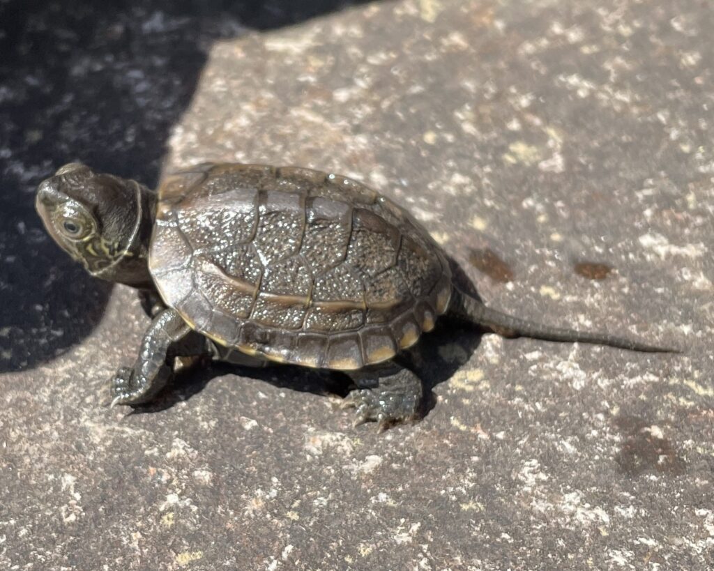 tortuga china pequeña