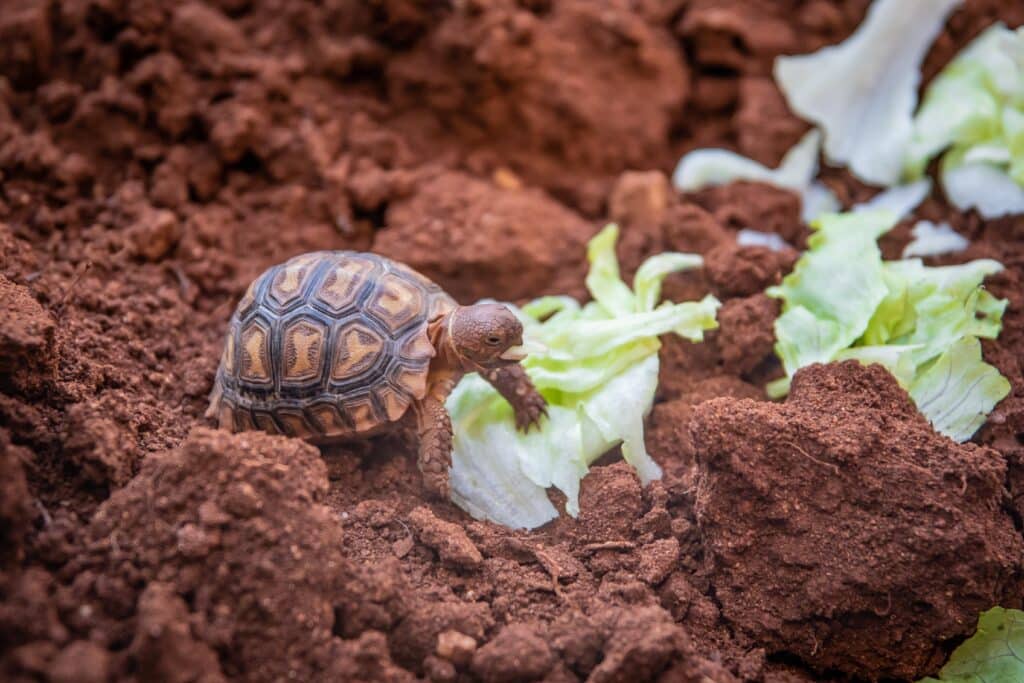 tortuga comiendo