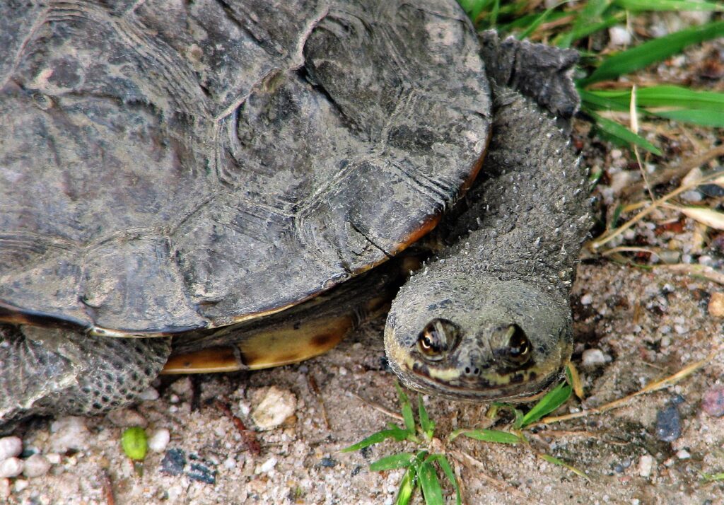 tortuga cuello de serpiente