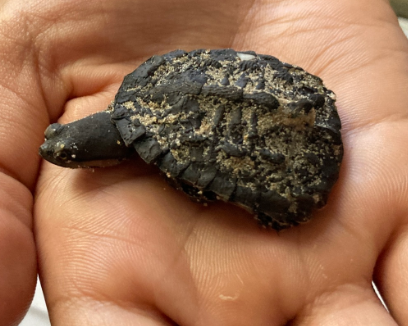 tortuga cuello de serpiente bebe