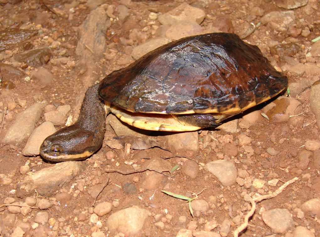 tortuga cuello de serpiente
