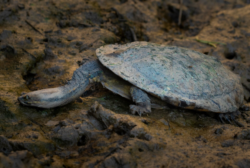 tortuga cuello largo