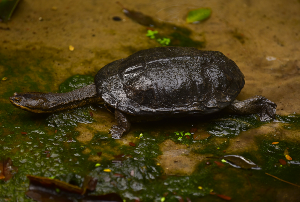 Tortuga cuello largo en la naturaleza