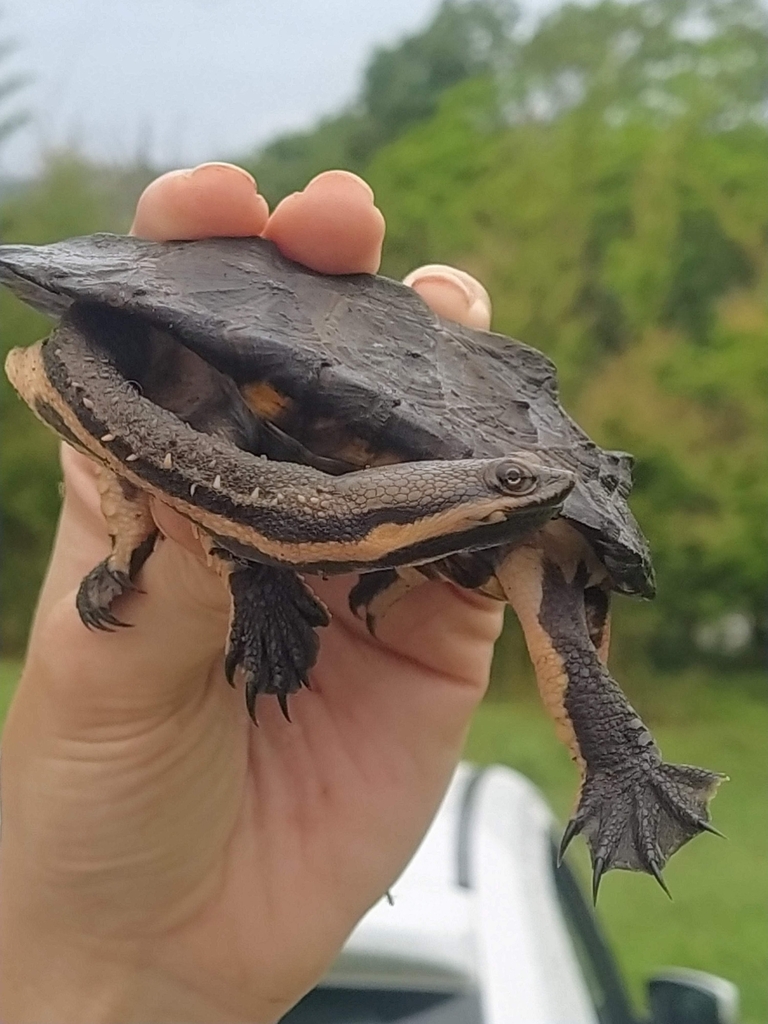 tortuga cuello largo