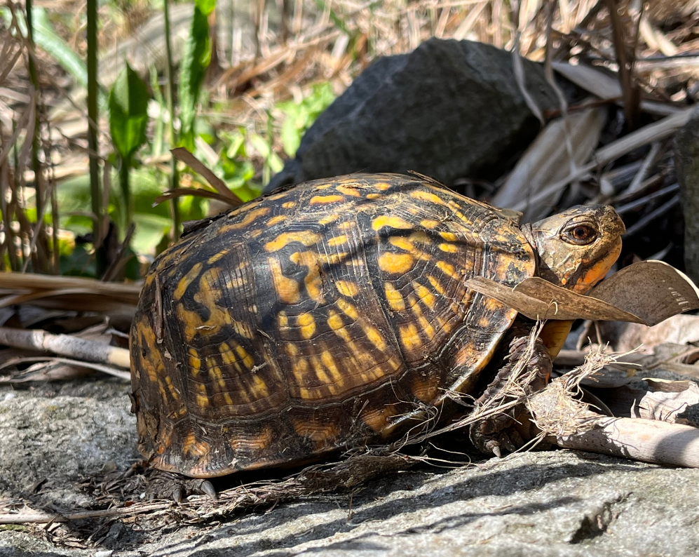 tortuga de caja naturaleza