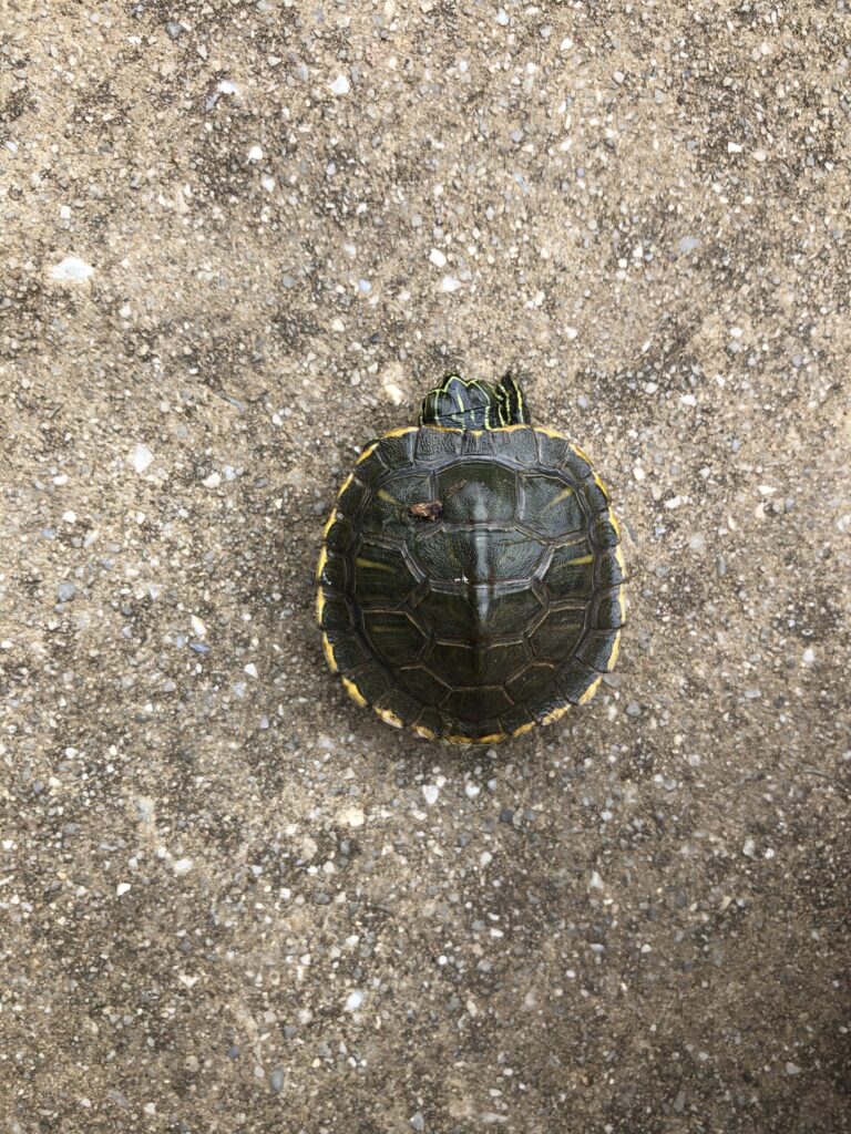 tortuga de cumberland pequeña
