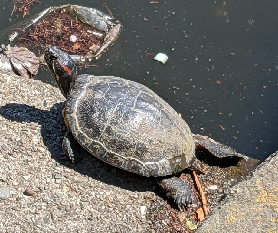 tortuga de orejas rojas edad