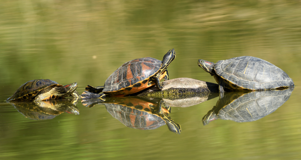 tortuga de vientre rojo con otras especies