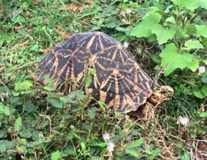 tortuga estrellada de la india