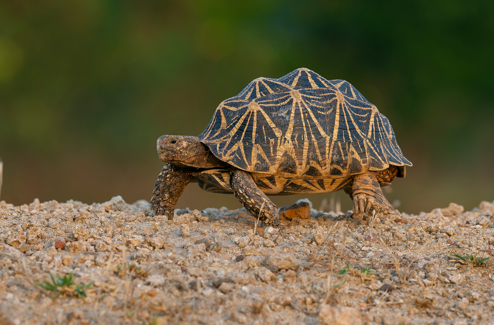 tortuga estrellada