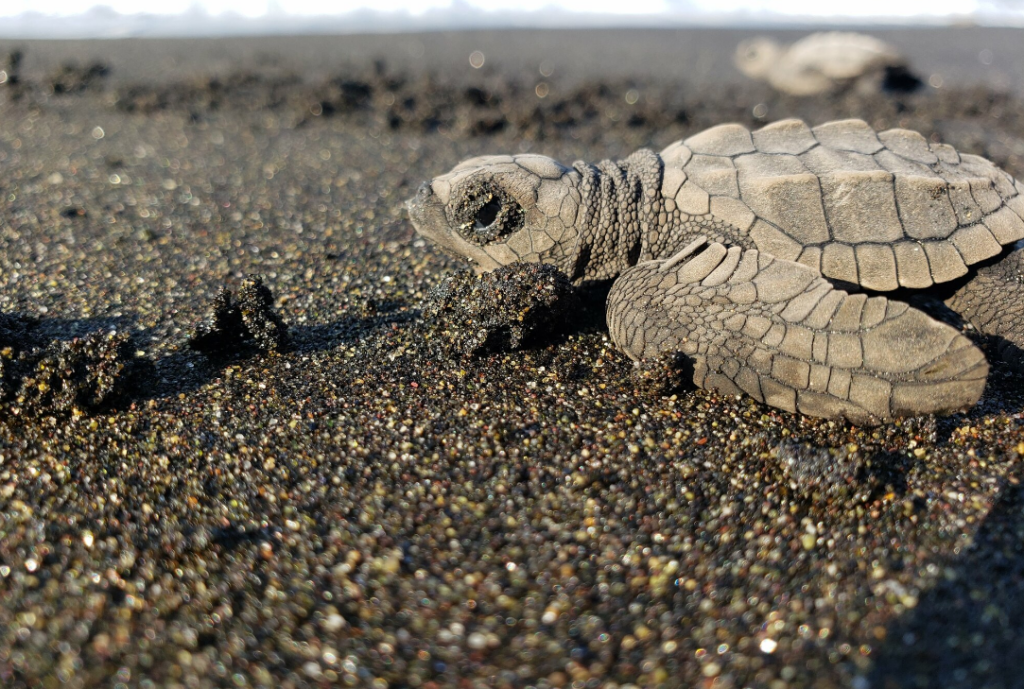 tortuga golfina bebe