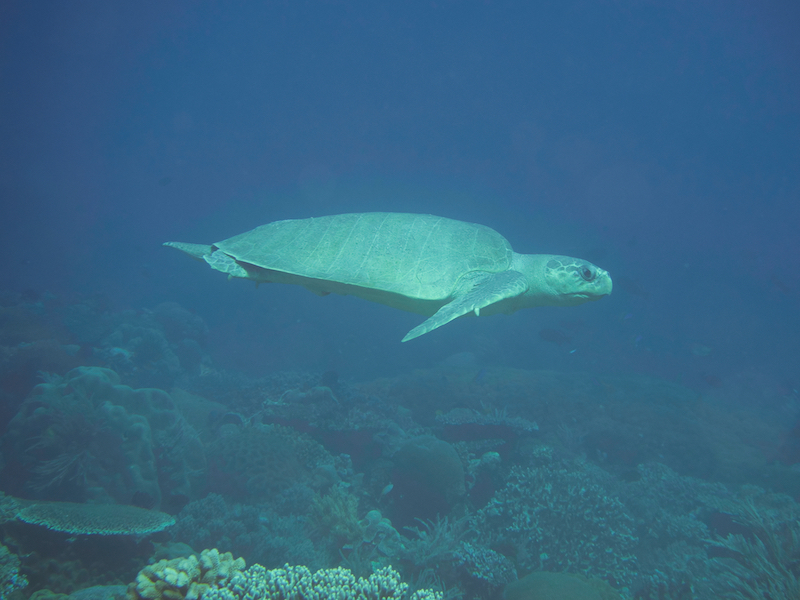 tortuga golfina en el mar