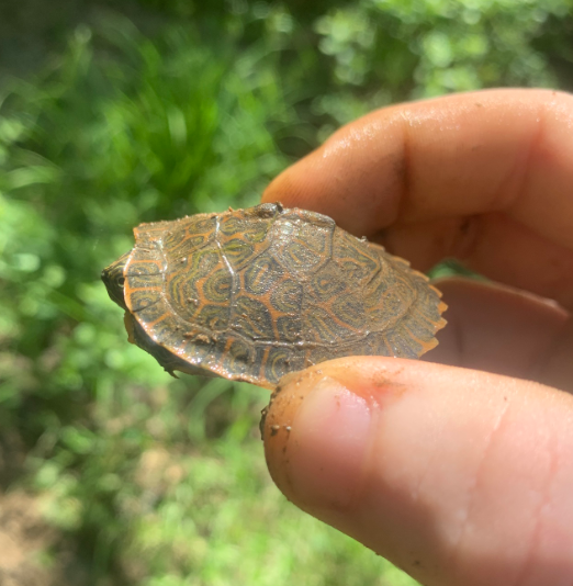 tortuga jeroglifico bebe