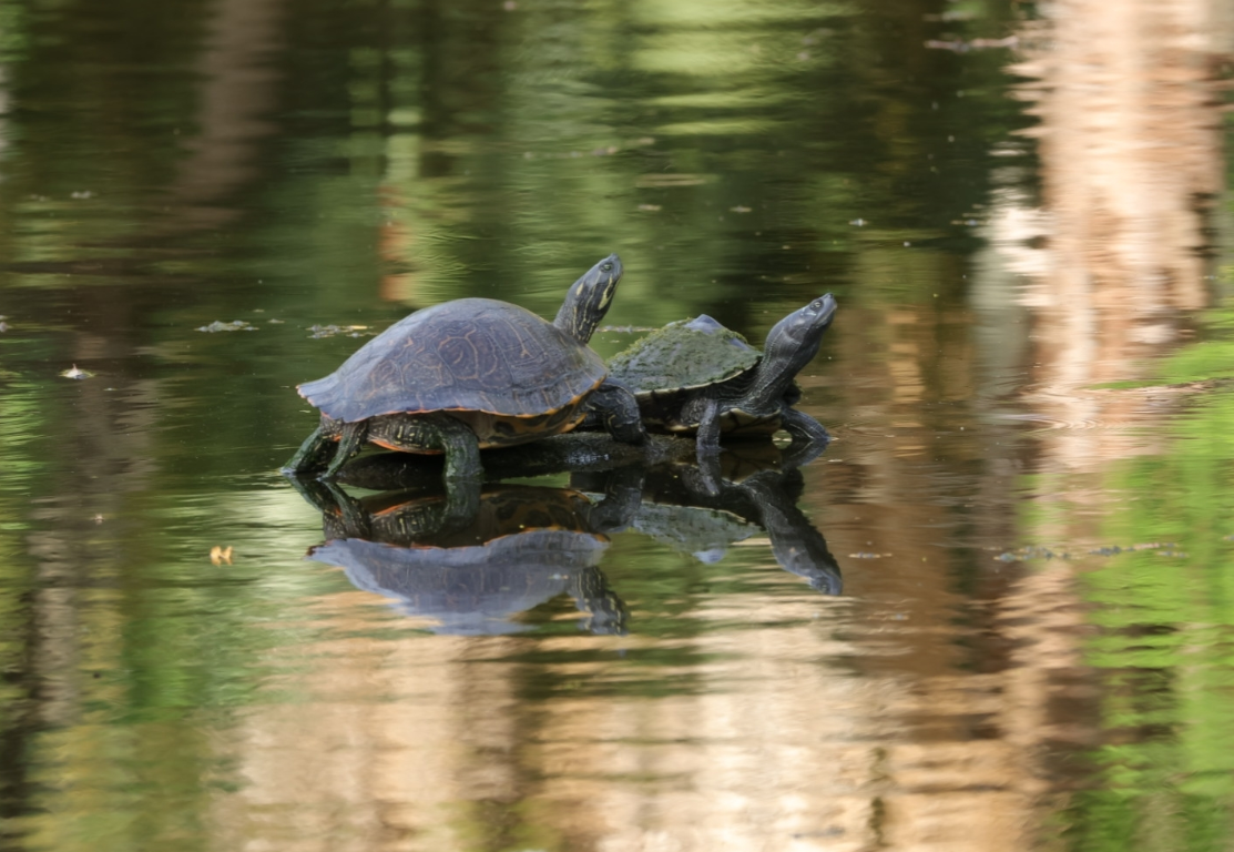 tortuga jeroglifico