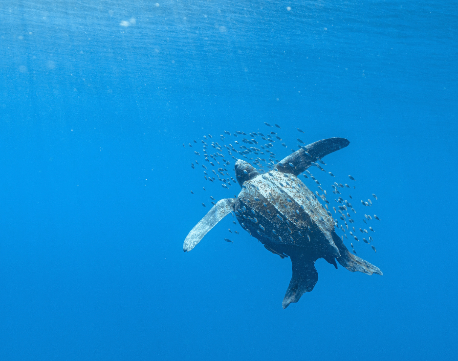 tortuga laud edad