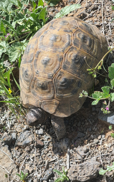 tortuga mora edad