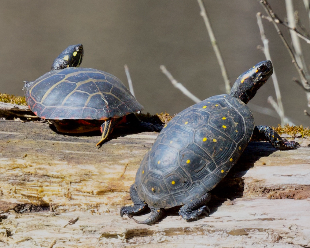 tortuga moteada en su habitat