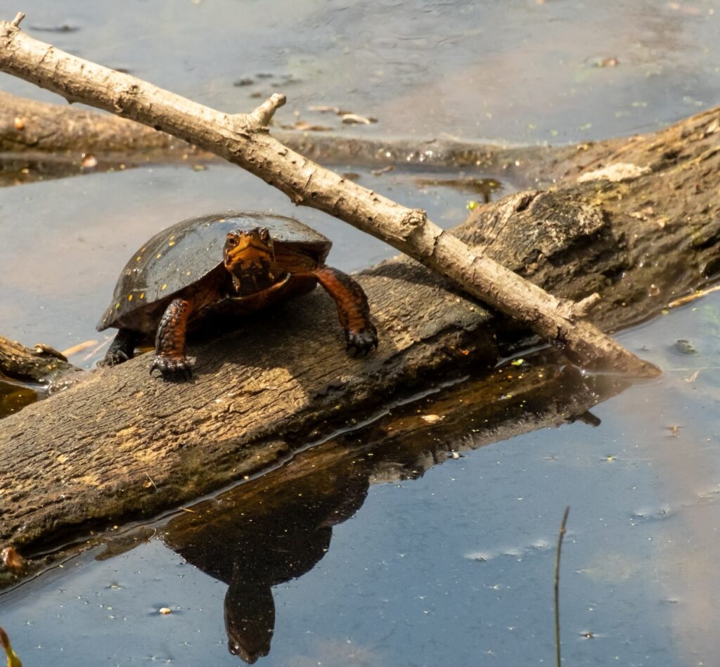 tortuga moteada habitos