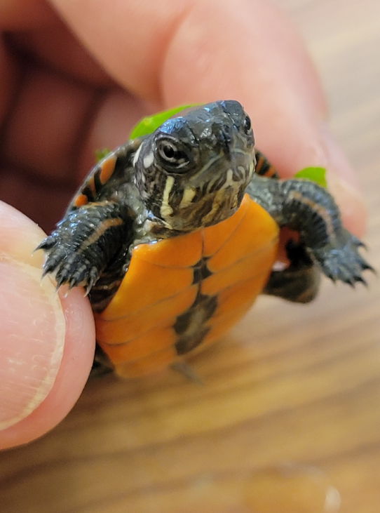 tortuga pintada bebe