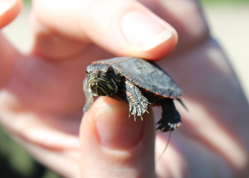 tortuga pintada pequeña