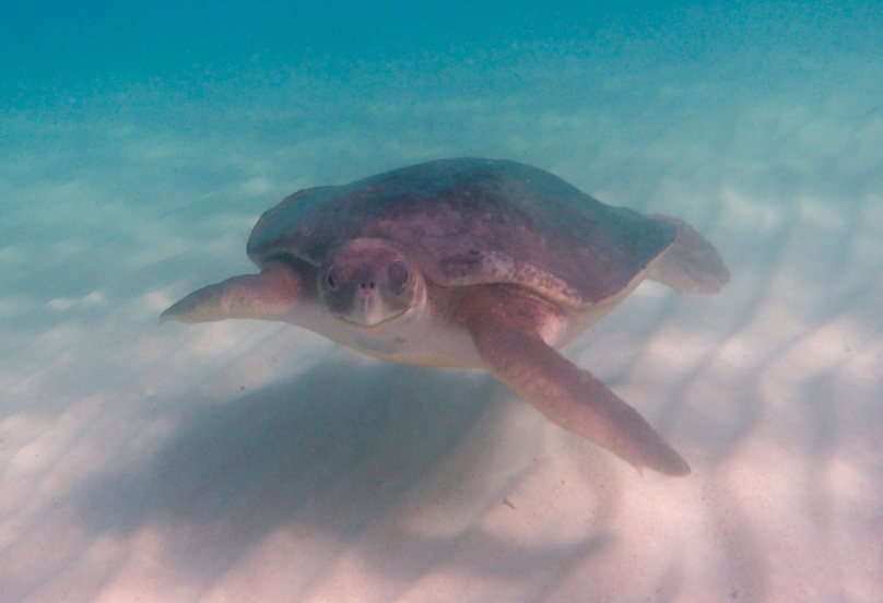 tortuga plana en australia