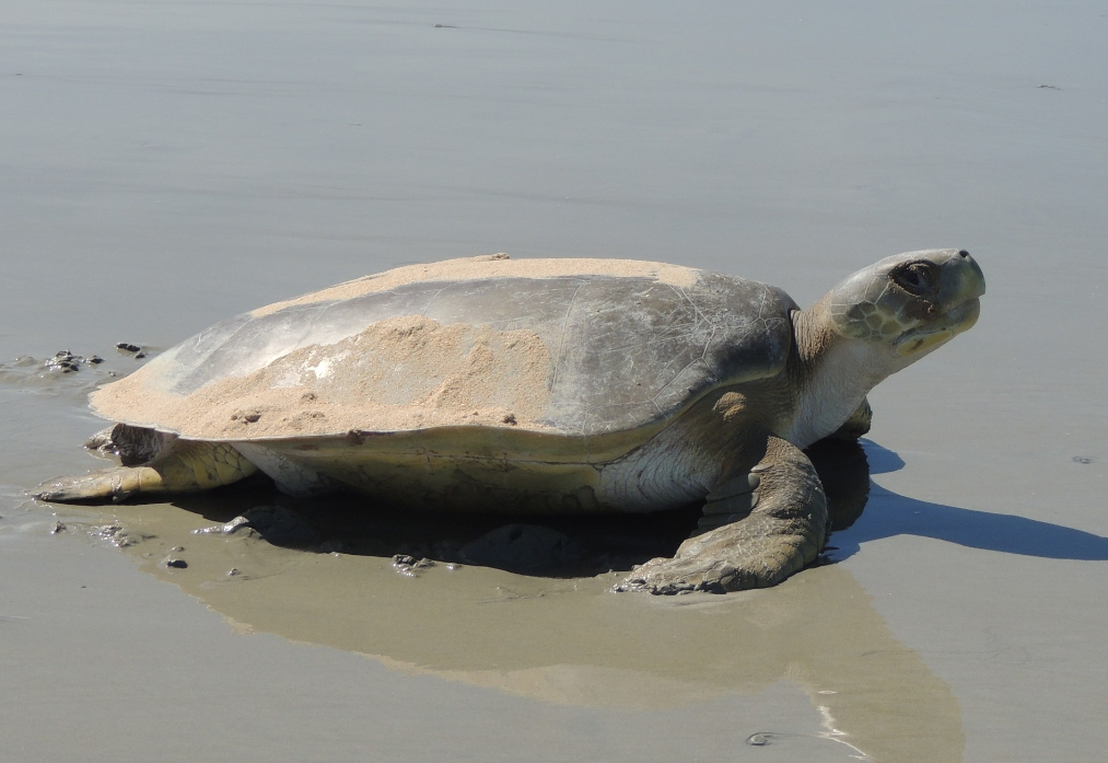 tortuga plana en playa